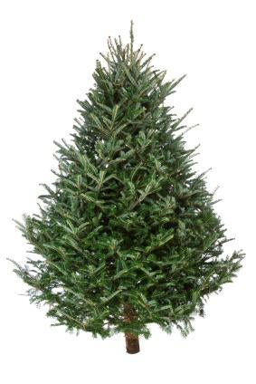  Plant a living Christmas tree and enjoy that holiday for many years to come