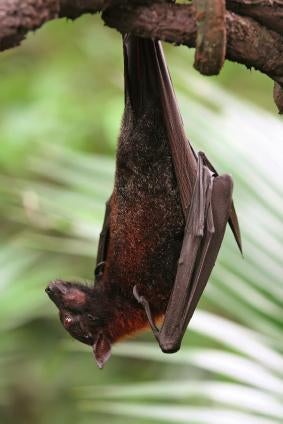 Bats are harmless to humans but they have been known to carry rabies and to bite if handled